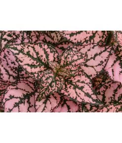 Punktblume 'Hippo', Verschiedene Sorten -Gardena Store 8824252 WE DE 002 HippoMixT12