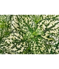 Punktblume 'Hippo', Verschiedene Sorten -Gardena Store 8824252 WE DE 003 HippoMixT12