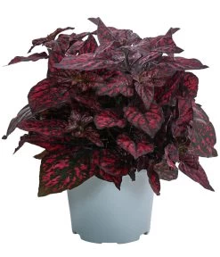 Punktblume 'Hippo', Verschiedene Sorten