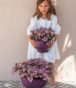 Punktblume 'Hippo', Verschiedene Sorten -Gardena Store 8824252 WE MO 002 PunktblumeHippo