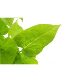 Süßkartoffel, Verschiedene Farben 12 Süßkartoffel, Verschiedene Farben -Gardena Store 8824500 WE DE 001 IpromoeaT12