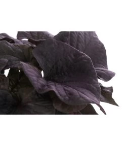 Süßkartoffel, Verschiedene Farben 13 Süßkartoffel, Verschiedene Farben -Gardena Store 8824500 WE DE 002 SuesskartoffelT12