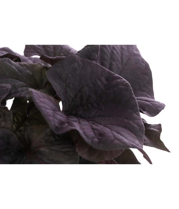 Süßkartoffel, Verschiedene Farben 7 Süßkartoffel, Verschiedene Farben – Bild 7