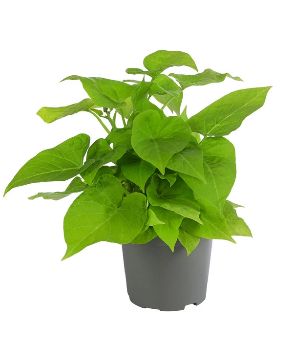 Süßkartoffel, Verschiedene Farben 1 Süßkartoffel, Verschiedene Farben