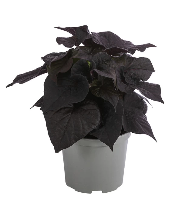 Süßkartoffel, Verschiedene Farben 2 Süßkartoffel, Verschiedene Farben – Bild 2