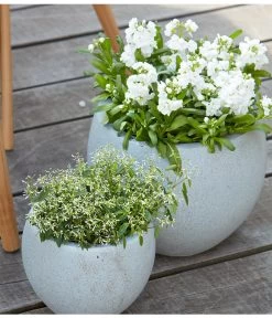 Levkoje, Verschiedene Sorten -Gardena Store 8826083 8823155 PR MO 001 LevkojeMatthiolaEuphorbiaDiamondFrostZauberschneeOlafSzcepaniak