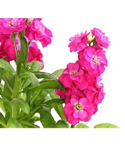 Levkoje, Verschiedene Sorten -Gardena Store 8826083 WE DE 001 MatthiolaLevkojeDehnerExpressHerzig