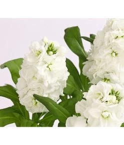 Levkoje, Verschiedene Sorten -Gardena Store 8826083 WE DE 002 MatthiolaLevkojeDehnerExpressHerzig