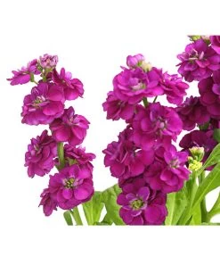 Levkoje, Verschiedene Sorten -Gardena Store 8826083 WE DE 003 MatthiolaLevkojeDehnerExpressHerzig