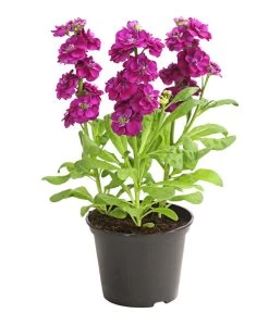 Levkoje, Verschiedene Sorten -Gardena Store 8826083 WE FS 003 MatthiolaLevkojeDehnerExpressHerzig