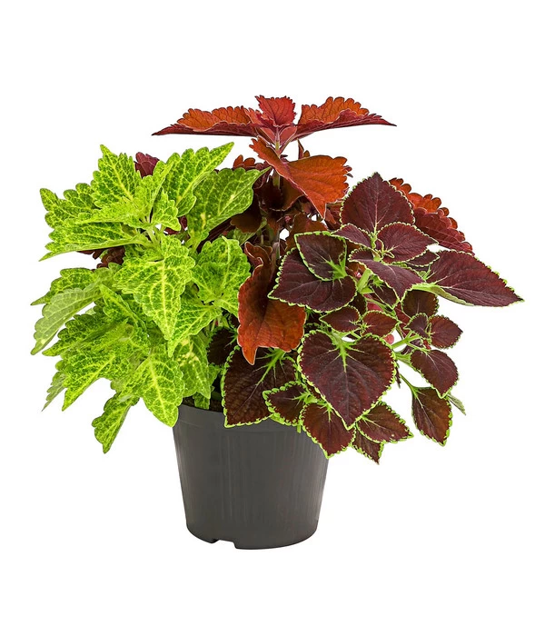 Buntnessel-Trio - Solenostemon Scutellarioides 1 Buntnessel-Trio - Solenostemon Scutellarioides