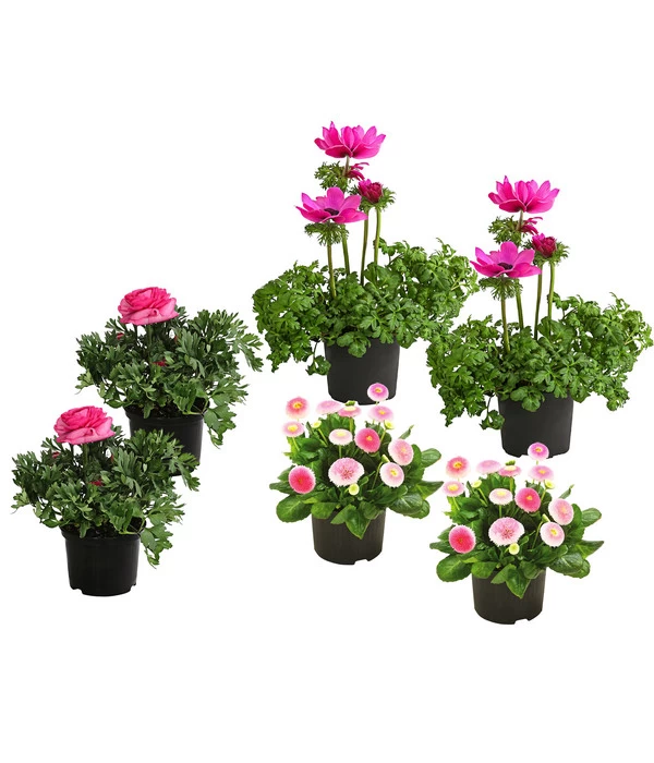 Beet- & Balkonpflanzen-Set Rosa Frühling, 6-teilig 1 Beet- & Balkonpflanzen-Set Rosa Frühling, 6-teilig