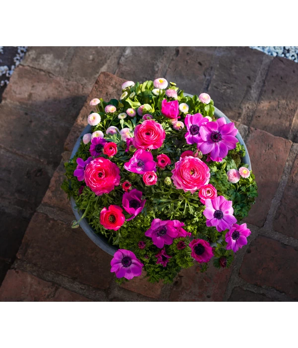 Beet- & Balkonpflanzen-Set Rosa Frühling, 6-teilig 6 Beet- & Balkonpflanzen-Set Rosa Frühling, 6-teilig – Bild 6