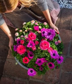 Beet- & Balkonpflanzen-Set Rosa Frühling, 6-teilig 14 Beet- & Balkonpflanzen-Set Rosa Frühling, 6-teilig -Gardena Store 8827982 WE MO 003 BB SetFruehjahrRosa