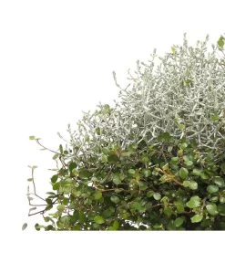 Mueca - Gitterkraut Und Mühlenbeckia -Gardena Store 8829772 PR DE 0001 GitterkrautMuecaMuehlenbeckiaDehnerHerzig