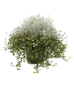 Mueca - Gitterkraut Und Mühlenbeckia