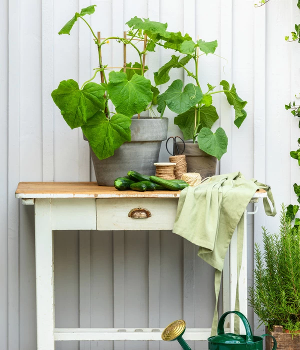 Bioland Gurke, Veredelt 5 Bioland Gurke, Veredelt – Bild 5