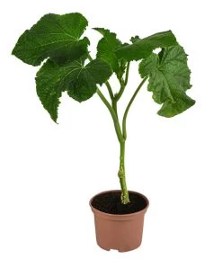 Neu eingetroffen -Gardena Store 8830788 WE FS 001 Schlangengurke