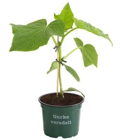 Neu eingetroffen -Gardena Store 8830853 WE FS 001 BioSchlangengurkeVeredelt