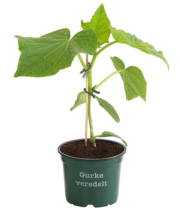 Bioland Gurke, Veredelt 2 Bioland Gurke, Veredelt – Bild 2