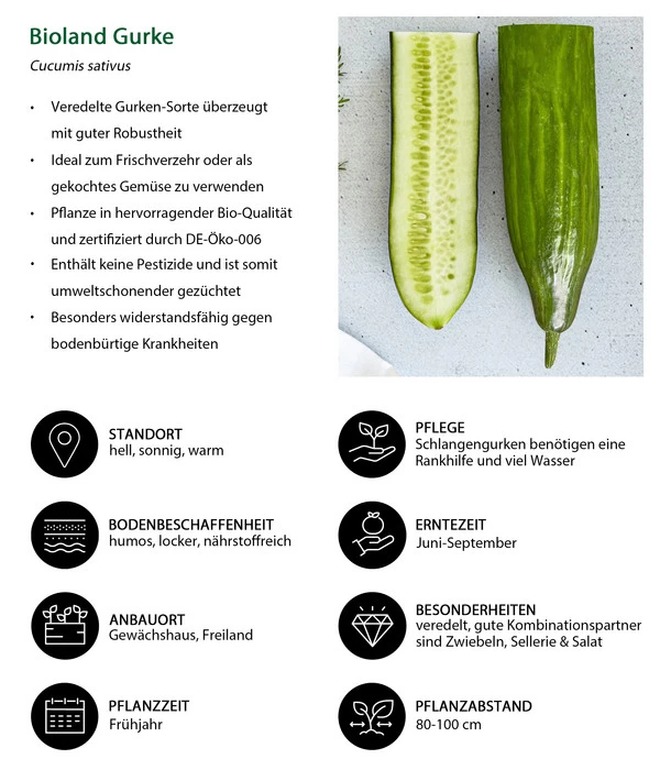 Bioland Gurke, Veredelt 6 Bioland Gurke, Veredelt – Bild 6