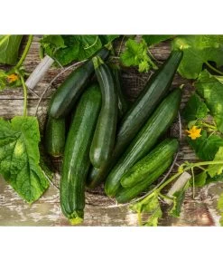Schlangengurke -Gardena Store 8831000 8830788 WE MO 001 GurkeZucchini