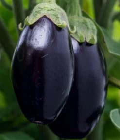 Aubergine -Gardena Store 8831380 WE DE 001 SolanumAubergine