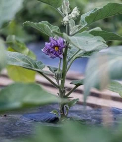 Aubergine -Gardena Store 8831380 WE MO 002 SolanumAubergineBluete