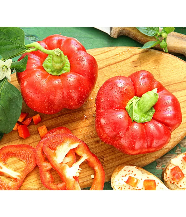 Dehner Gourmet Garten Tomatenpaprika 1 Dehner Gourmet Garten Tomatenpaprika