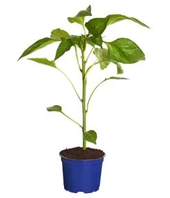 Neu eingetroffen -Gardena Store 8831562 WE FS 001 PaprikaTommyT12DehnerExpressZS