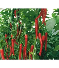 Rote Peperoni, Scharf -Gardena Store 8831687 WE DE 001 CapsicumAnnuumFireflameVolmary