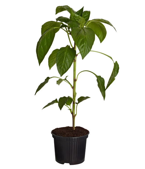 Spitzpaprika, Rot 2 Spitzpaprika, Rot – Bild 2