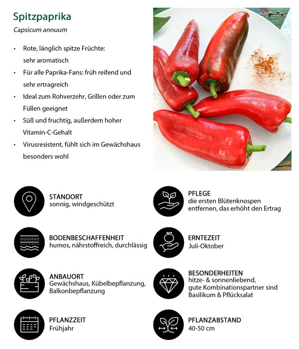 Spitzpaprika, Rot 4 Spitzpaprika, Rot – Bild 4
