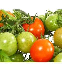 Pick-a-Tom® Cocktailtomate Mit Früchten, Rot -Gardena Store 8838757 WE DE 001 PickaTomCherrytomateRotT14