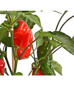 Pick-a-Pep® Snackpaprika Mit Früchten -Gardena Store 8838823 SnackpaprikaRotMitFrucht