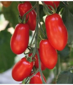 Mini San-Marzano Tomate 'Trilly' -Gardena Store 8839144 we DE 001 TomateTrilly