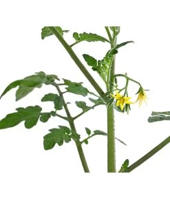 Cherrytomate 'Pepe' 9 Cherrytomate 'Pepe' -Gardena Store 8839243 WE DE 001 CherrytomateRot