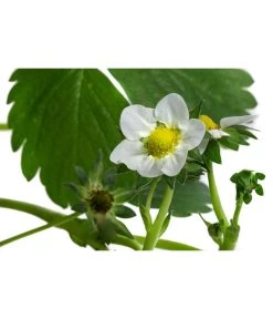 Erdbeerampel 7 Erdbeerampel -Gardena Store 8840753 WE DE 001 FragariaErdbeerampelT20