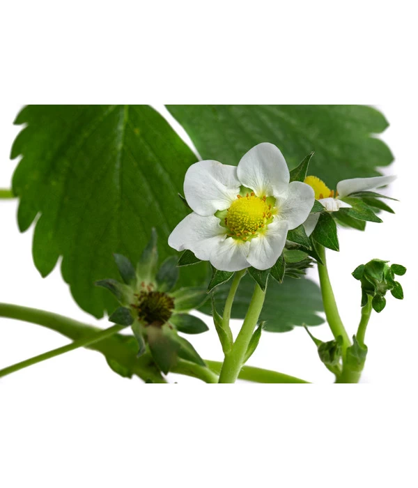 Erdbeerampel 4 Erdbeerampel – Bild 4