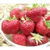 Erdbeere 'Hummi®-Meraldo'