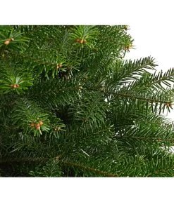 Nordmann-Tanne, B-Sortierung, Ca. 100-125 Cm, Im Topf Gewachsen -Gardena Store 8995706 WE DE 001 AbiesNordmannianaNordmanntanne100 125Container8LiterBSortierungDehnerExpressHerzig