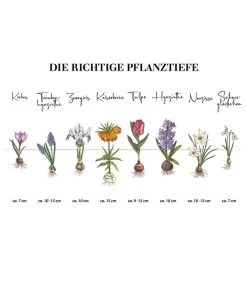 Dehner Blumenzwiebel 5 Monate Blütenpracht, 200 Stk. -Gardena Store Infografik Blumenzwiebel