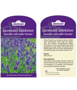 Lavendel 'Olympia' -Gardena Store LavendelOlympia
