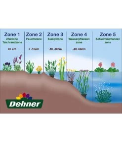 Dehner Japanorchidee - Gartenorchidee -Gardena Store WE DE 001 Teichzonen Wasserpflanzen Schild