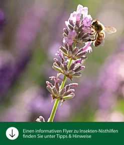 Dehner Natura Schmetterlingskasten -Gardena Store WE IG FlyergrafikDehnerNaturaInsektenhotelsNisthilfen 1